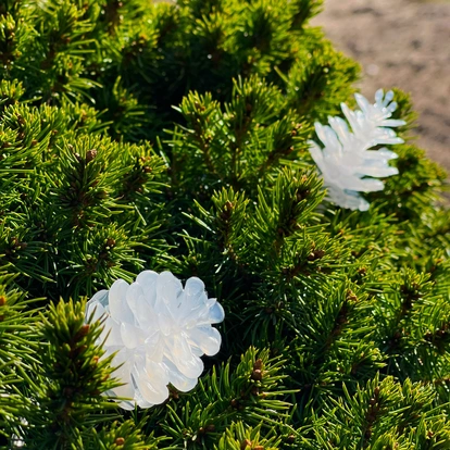 Pine 10m ljusslinga vita ljusskimrande kottar